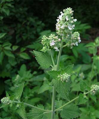 Catnip , Catmint,cat-mint ,پونه سای گربه ای,علف گربه
